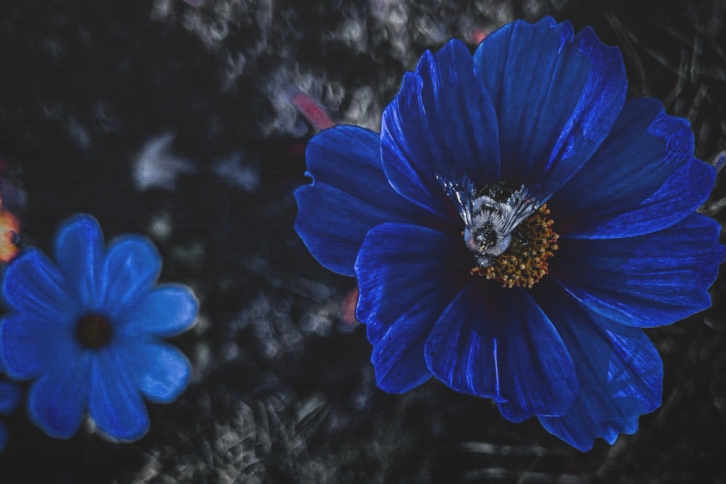 Midnight Bloom