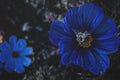 Midnight Bloom