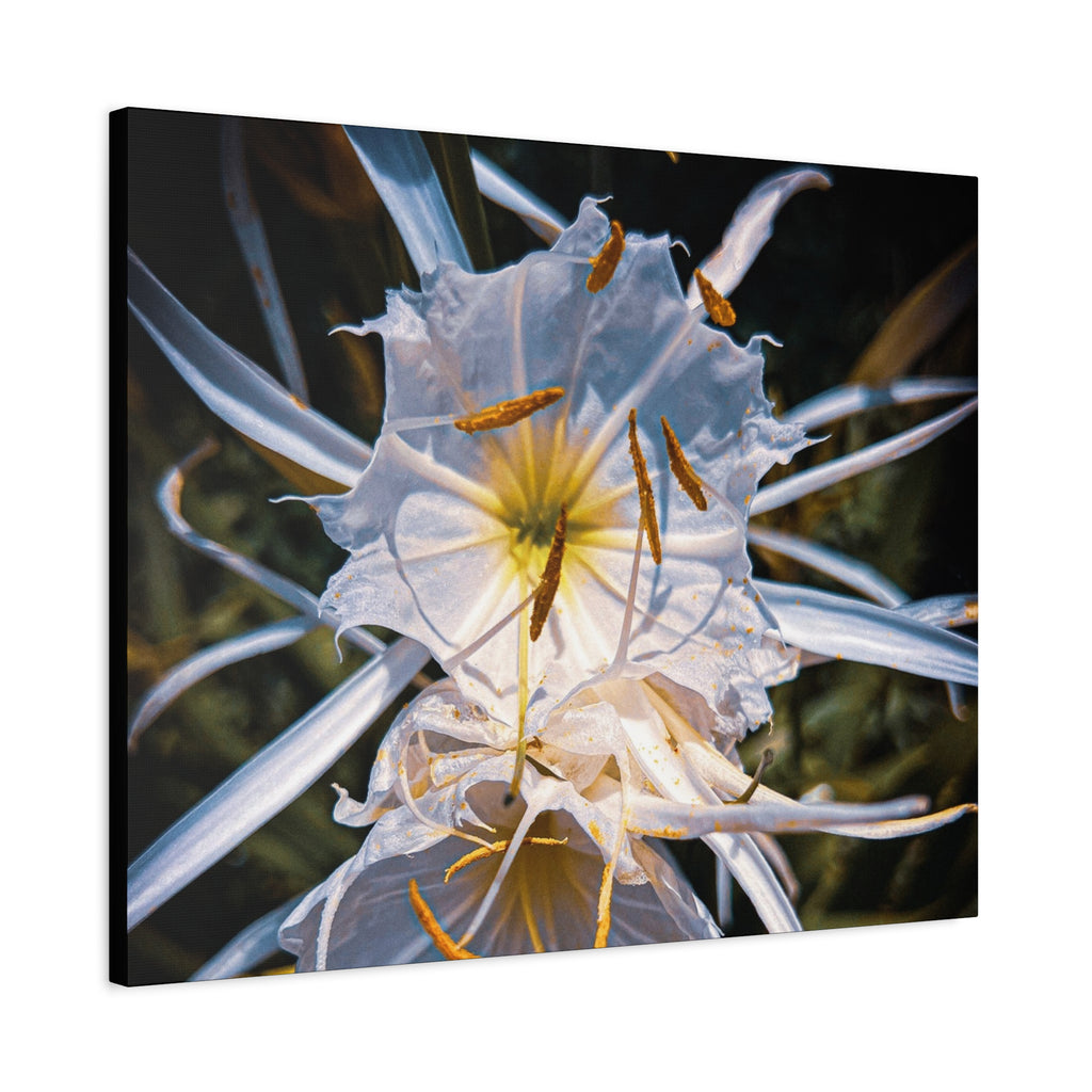 White Spider Lily