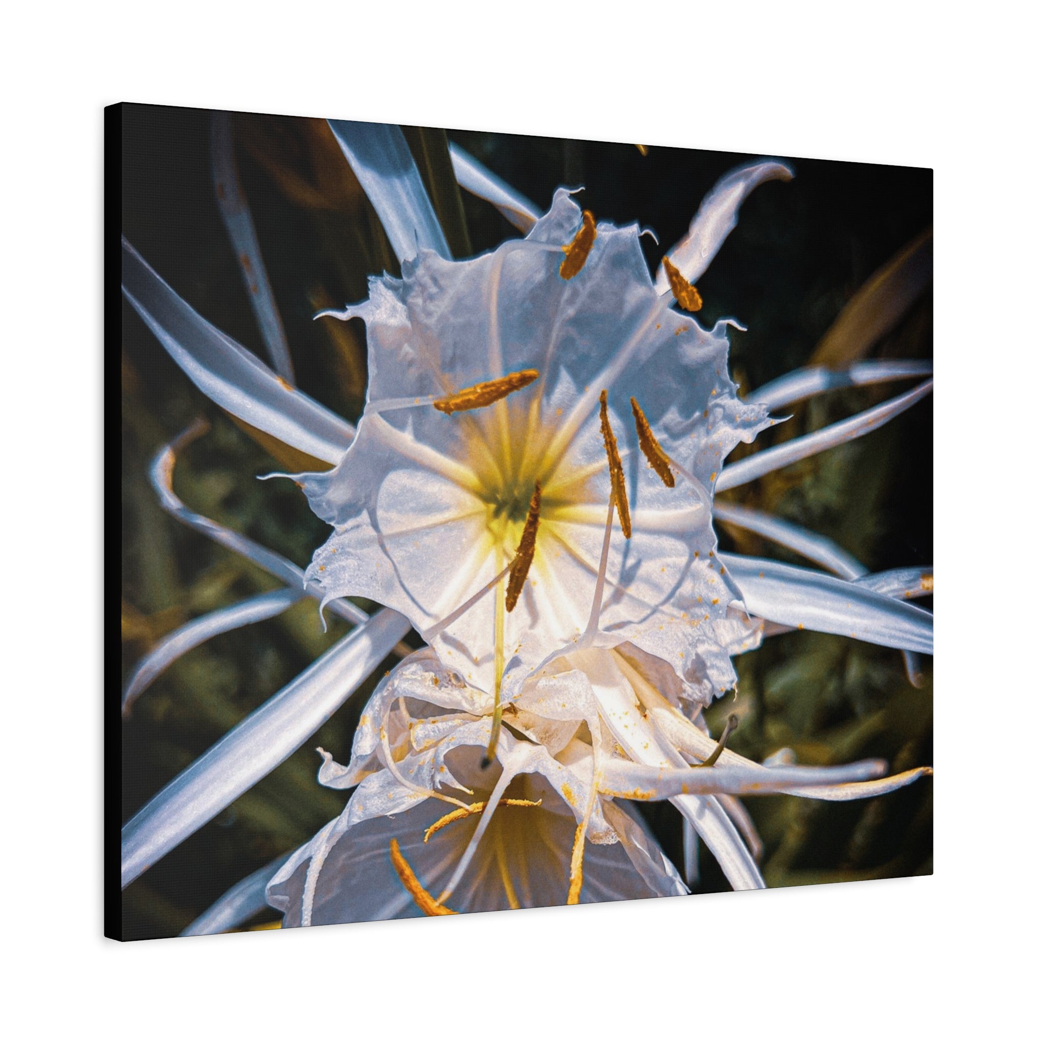 White Spider Lily