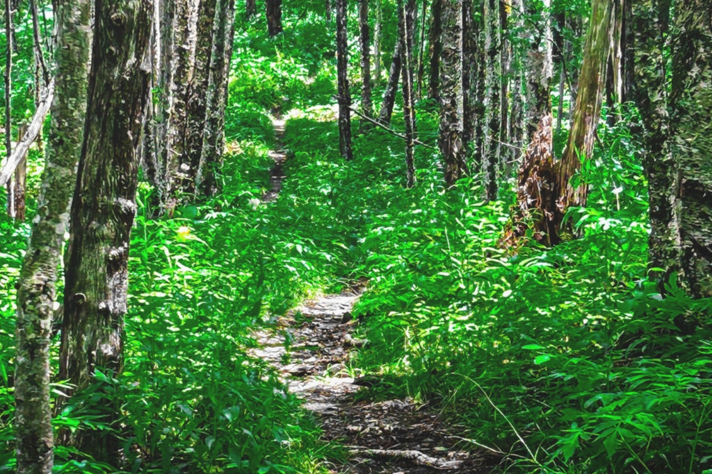 Green Forest Trail