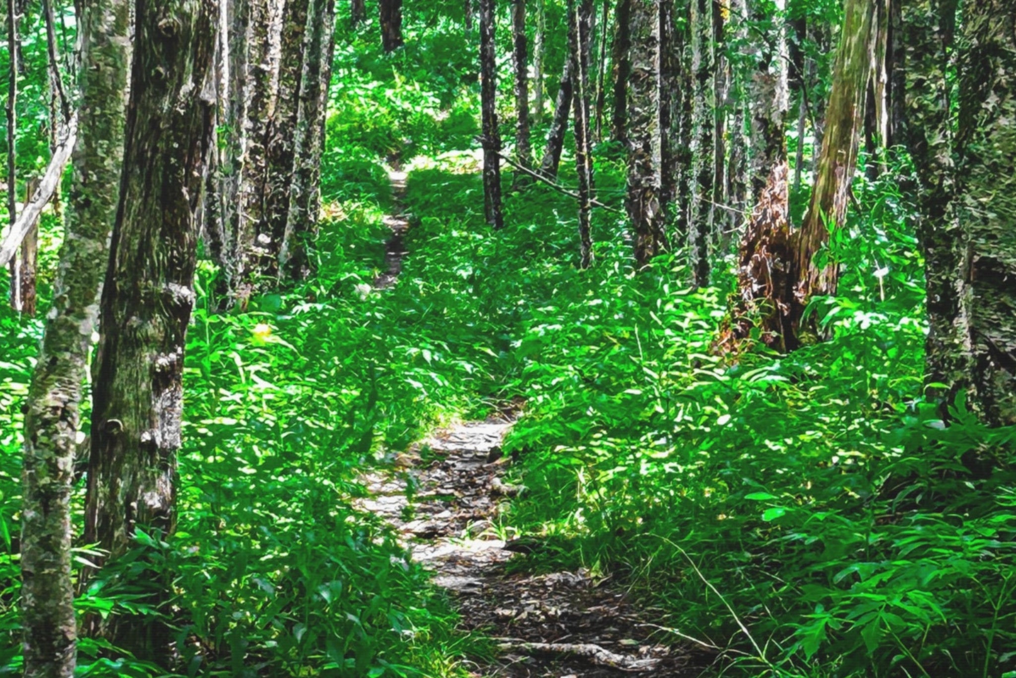 Green Forest Trail