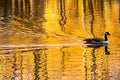 Golden Reflection