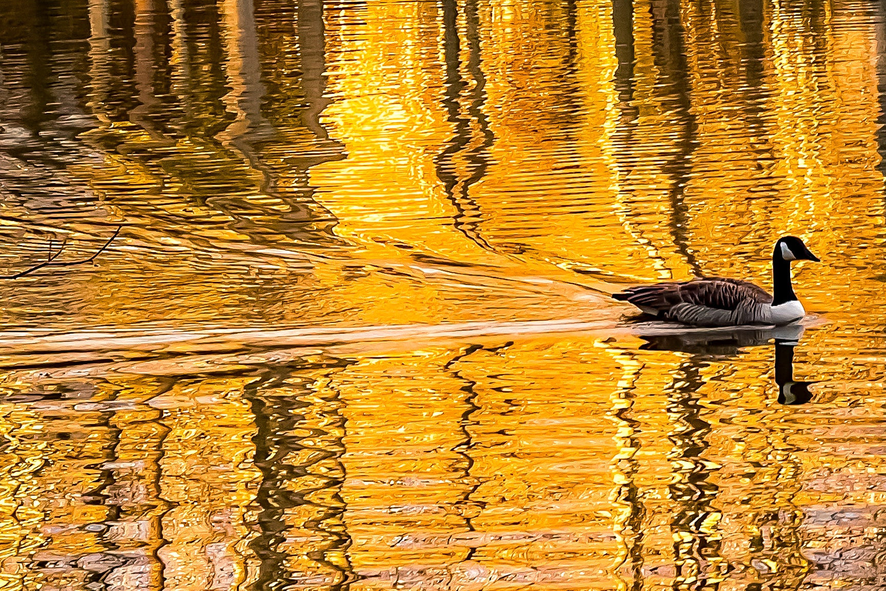 Golden Reflection