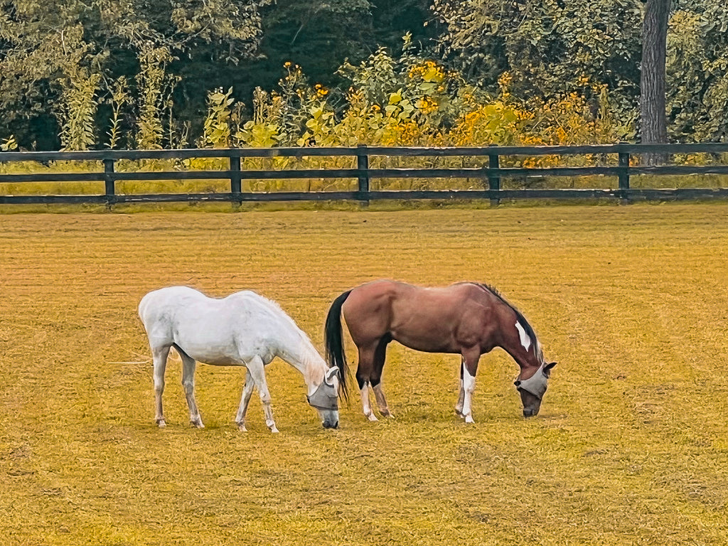 Quiet Companions