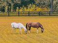 Quiet Companions