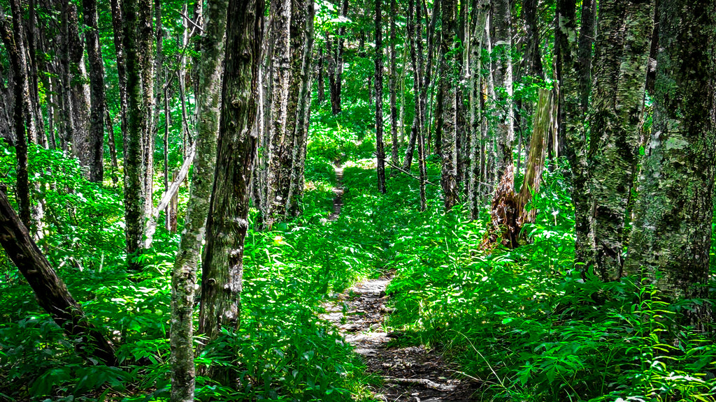 Green Forest Trail
