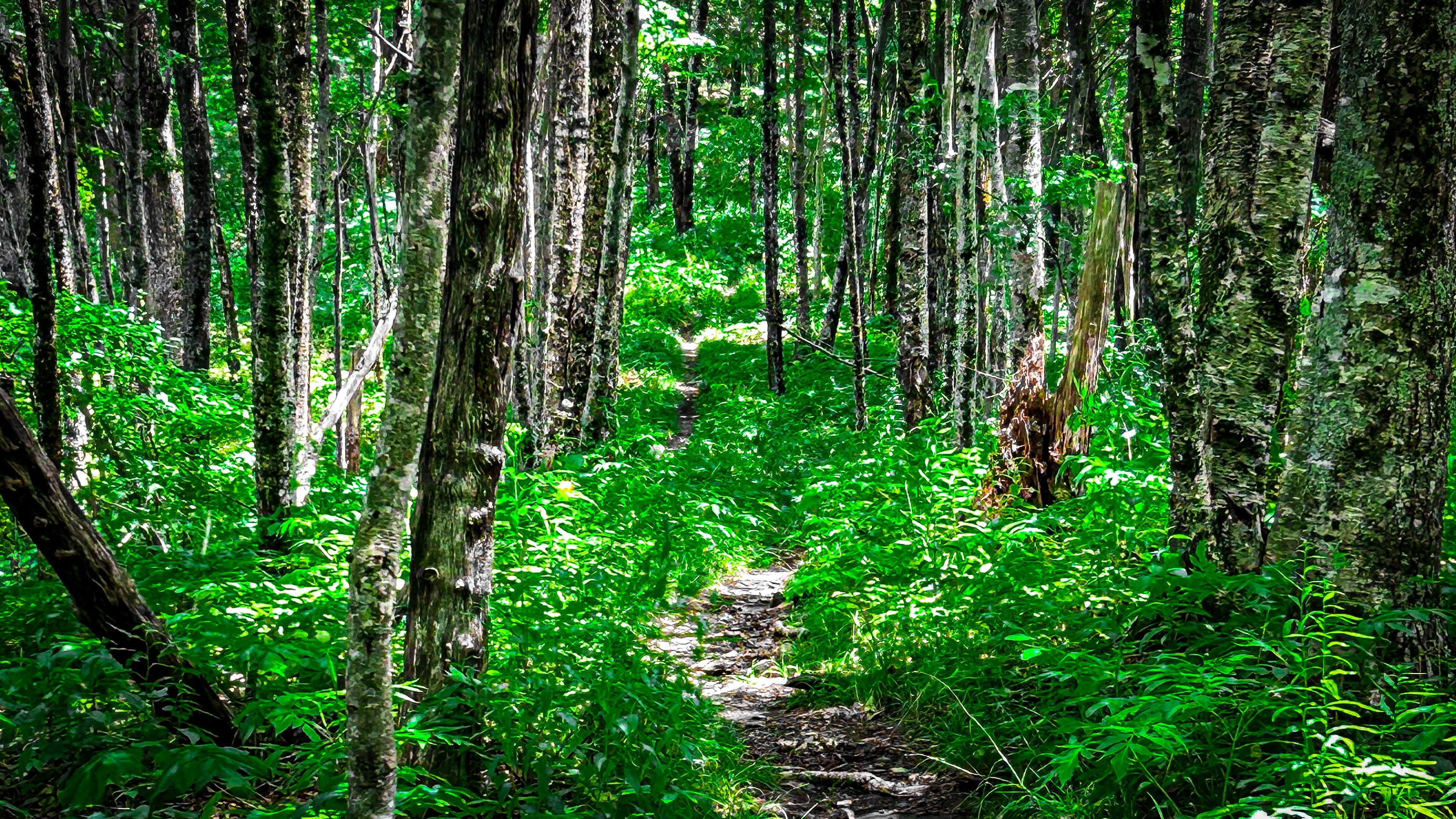 Green Forest Trail