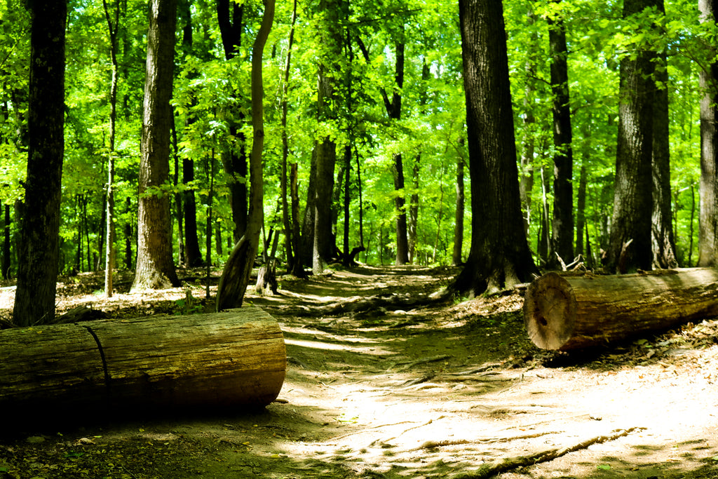 Sunlit Forest Path