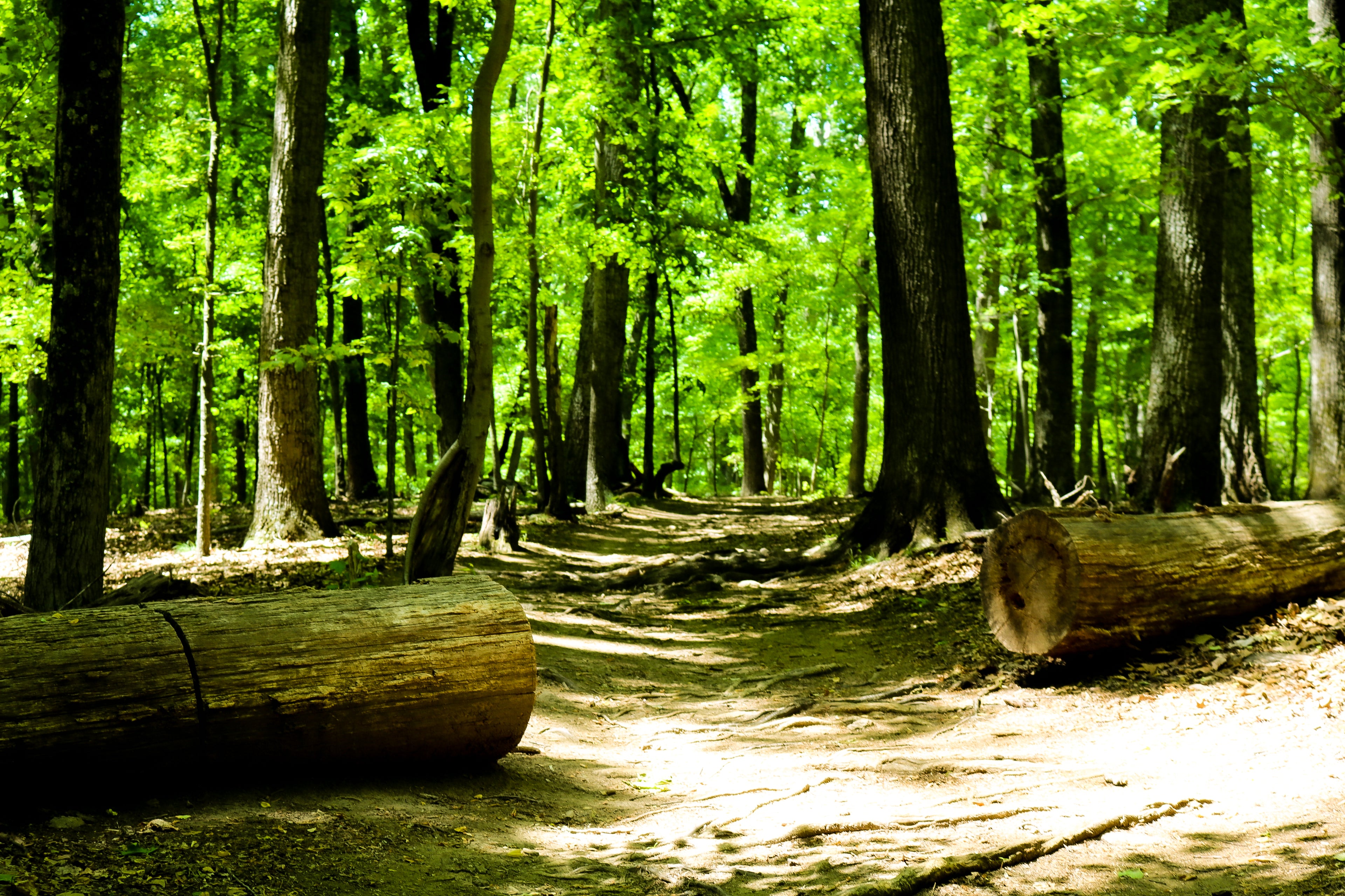 Sunlit Forest Path