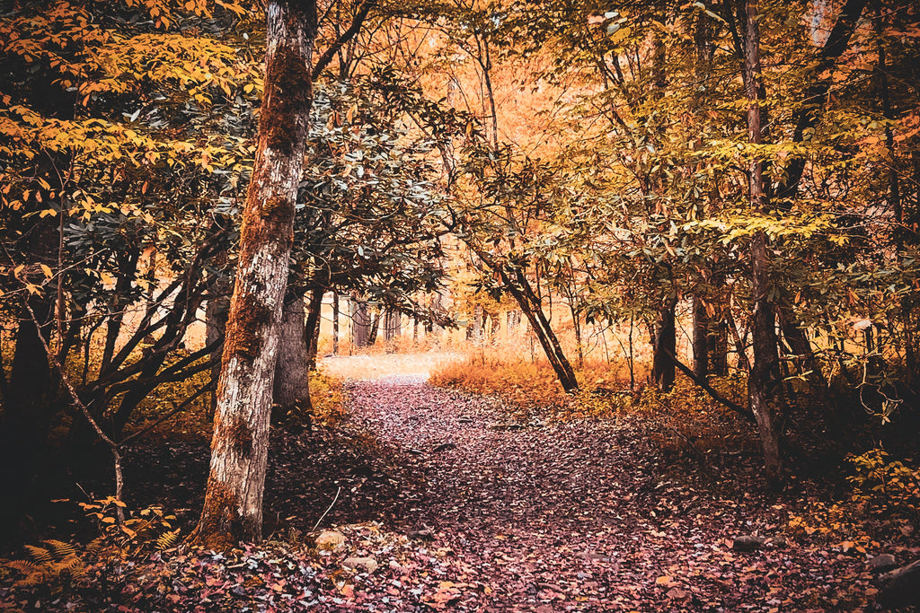 Golden Woodland