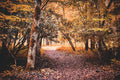 Golden Woodland