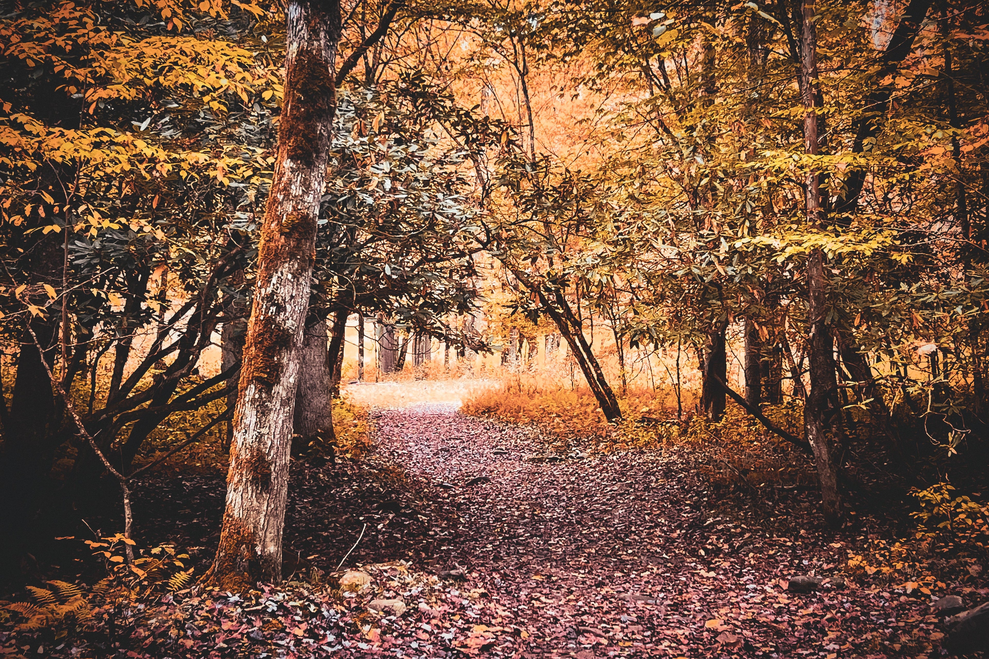 Golden Woodland