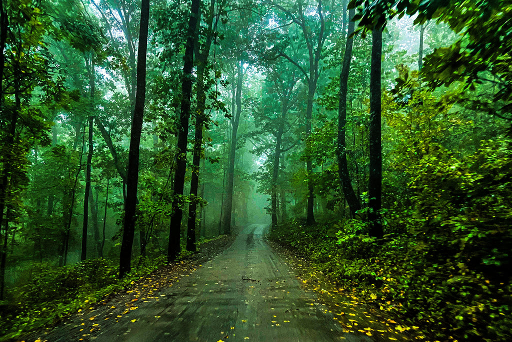 Misty Forest Path