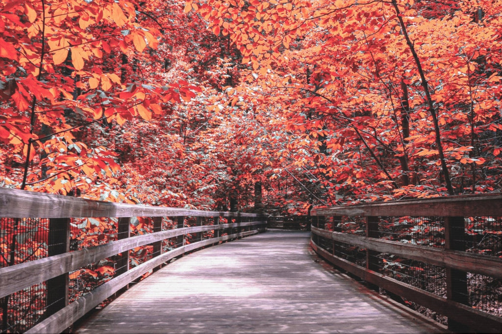 Autumn Boardwalk