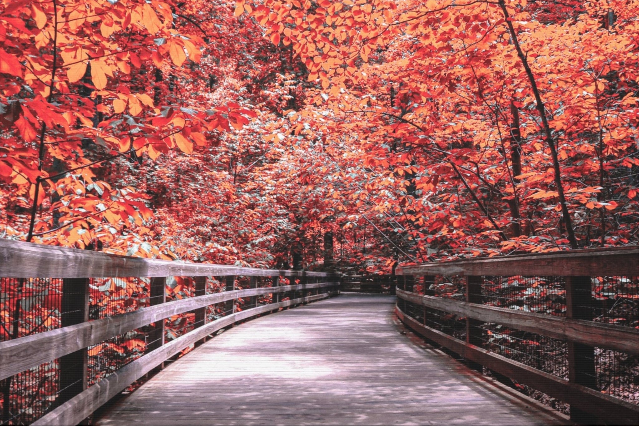 Autumn Boardwalk