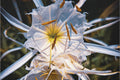 White Spider Lily