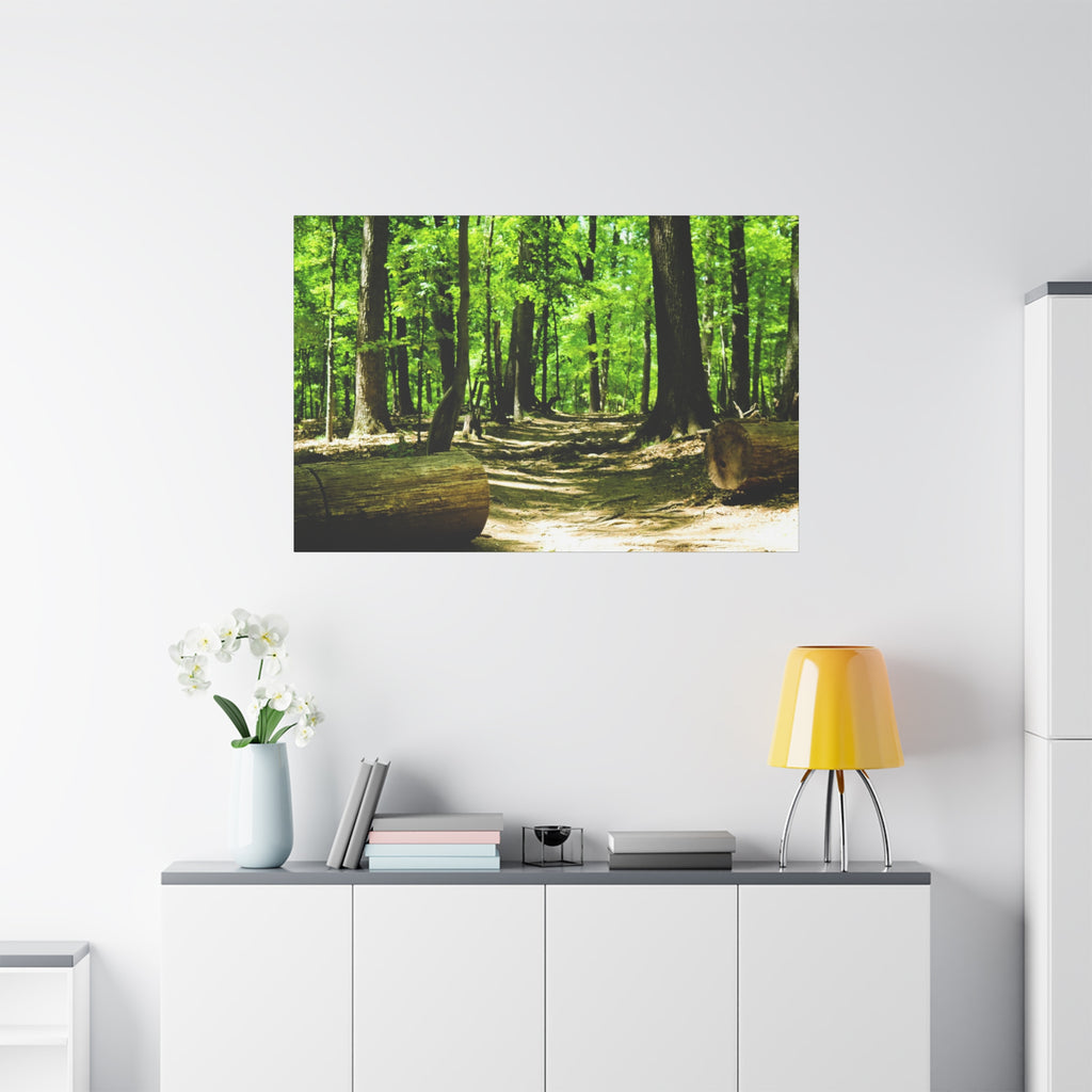 Sunlit Forest Path