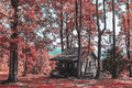 Cabin in the Woods