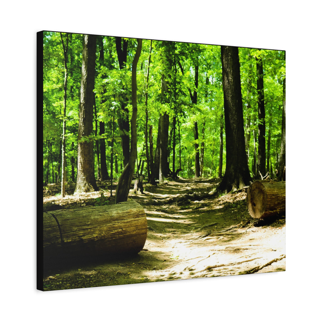 Sunlit Forest Path