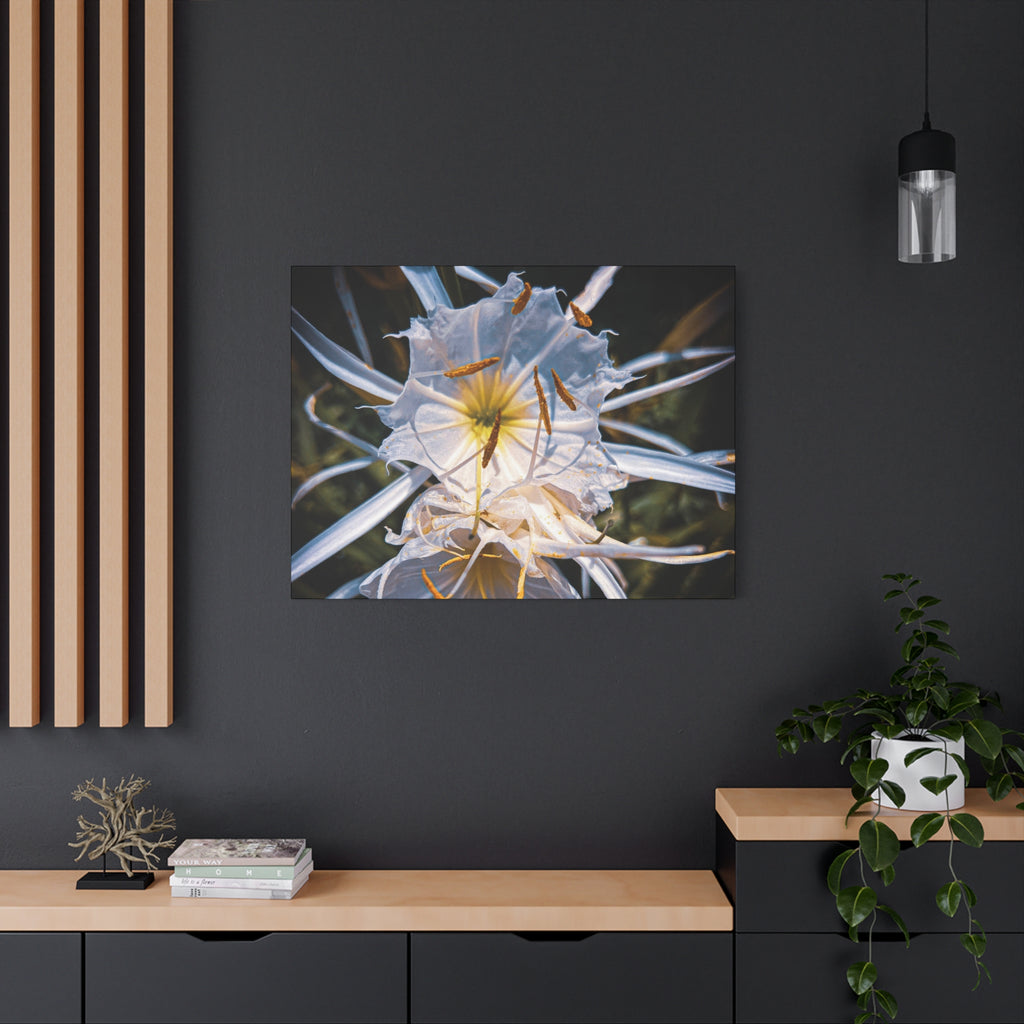 White Spider Lily
