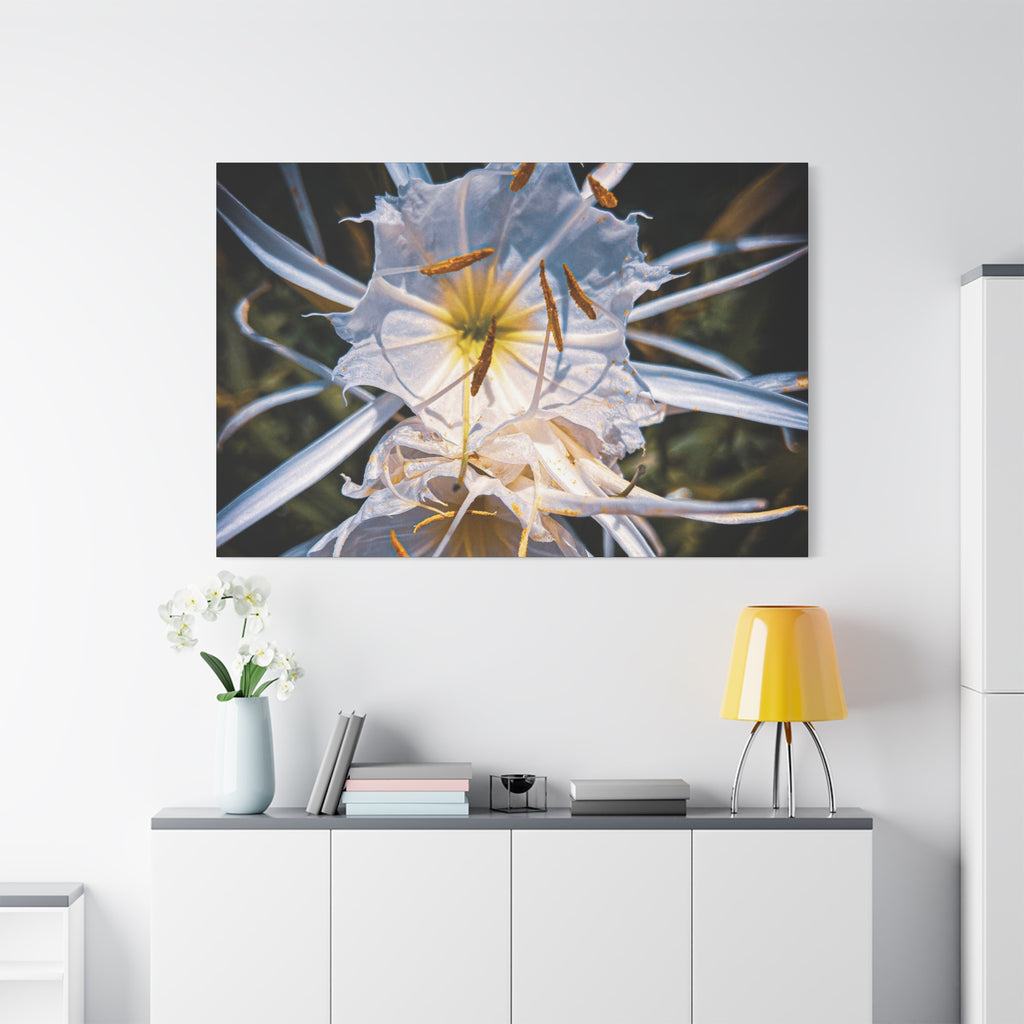 White Spider Lily