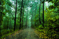 Misty Forest Path