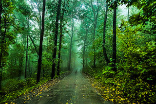 Misty Forest Path